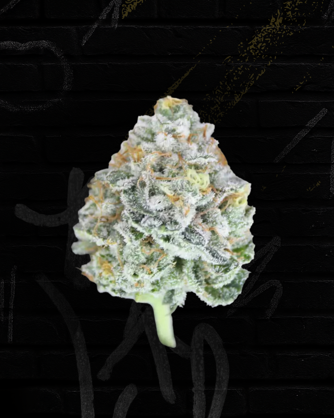 Sour Garlic Gelato