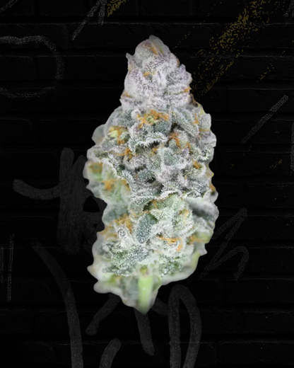 Gelato 41