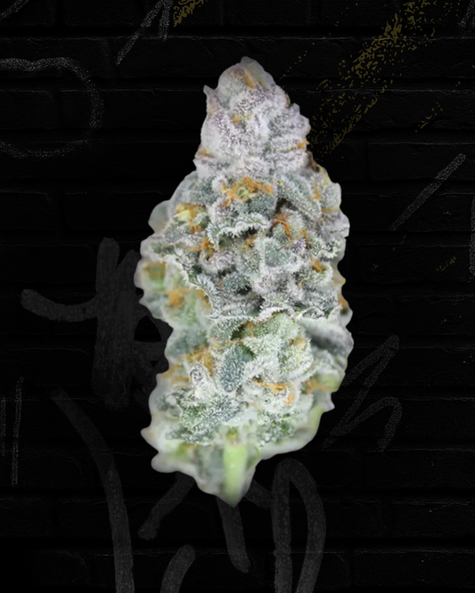 Gelato 41