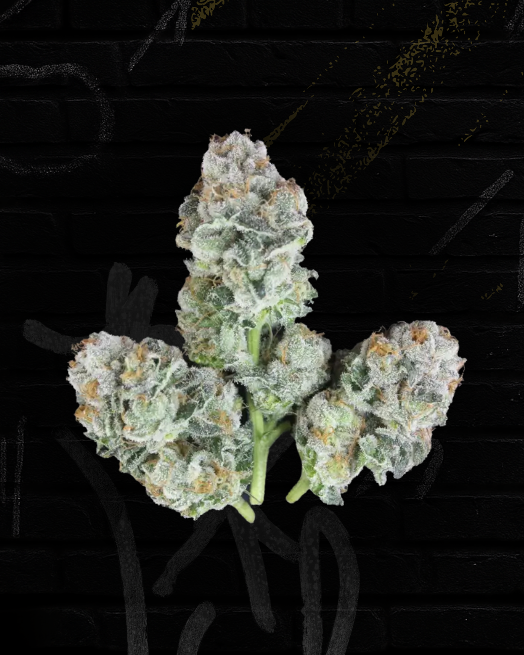 Gelato 41