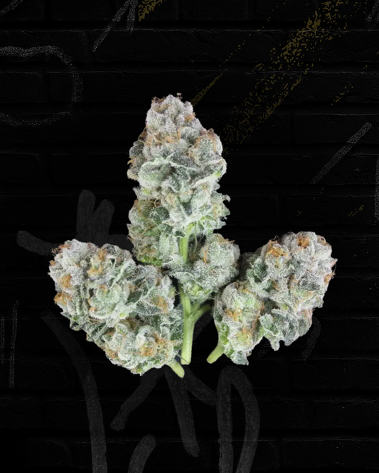 Gelato 41